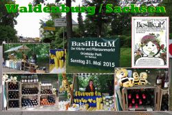 Basilikum 2015 1