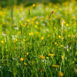 Wiesenblumen