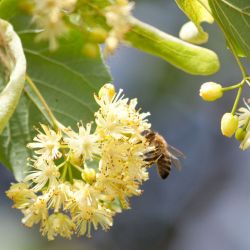 Lindenblüte